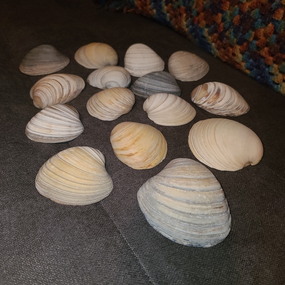 3 Random Natural Venus Clam Shells - Picture 3 of 10